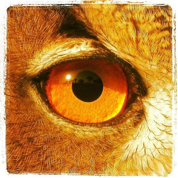 Owl Art Print featuring the photograph Instagram Photo #1 by Tony Benecke