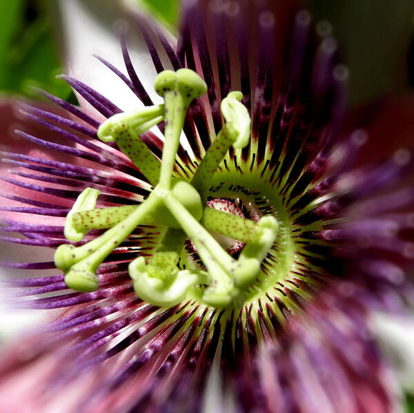 Passion Flower Art Print featuring the photograph Purple Passion #1 by Kim Galluzzo