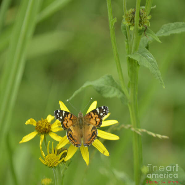 Butterfly Art Print featuring the photograph American Painted Lady #2 by Donna Brown