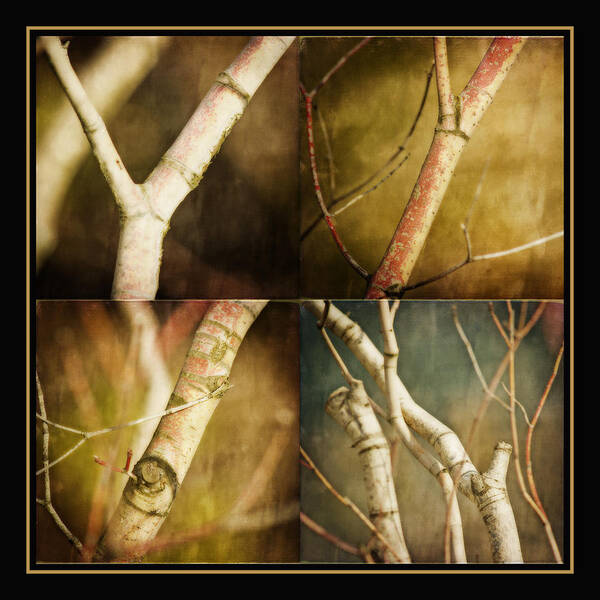 Branches Art Print featuring the photograph Branching Out by Bonnie Bruno