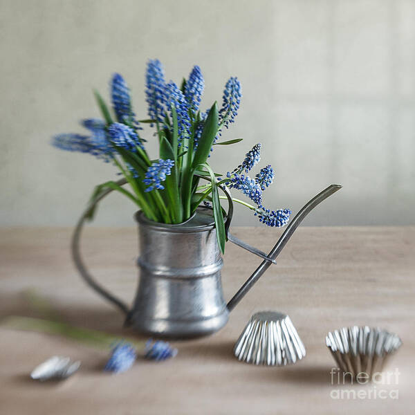 Metal Art Print featuring the photograph Still life with grape hyacinths #2 by Nailia Schwarz