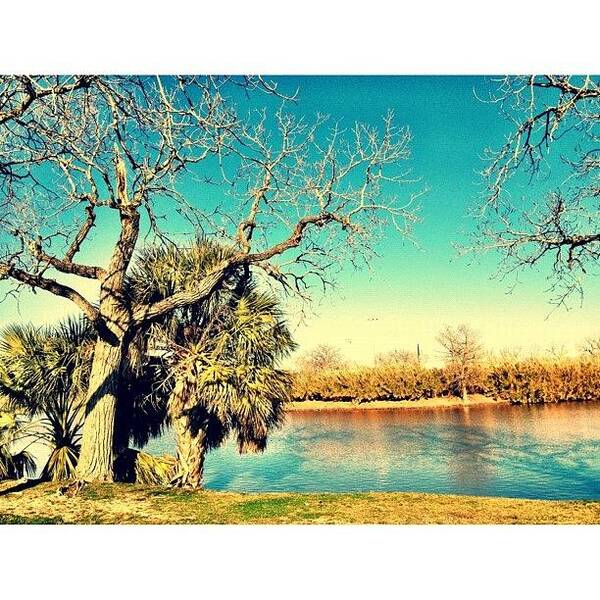 Instadaily Art Print featuring the photograph #tree #trees #2 by Kirshan Murphy