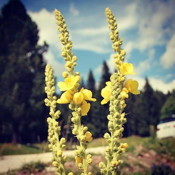 Beautiful Art Print featuring the photograph Yellow Flowers #2 by Luisa Azzolini