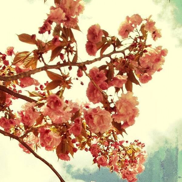 Mobilephotography Art Print featuring the photograph Cherry Blossoms #3 by Natasha Marco