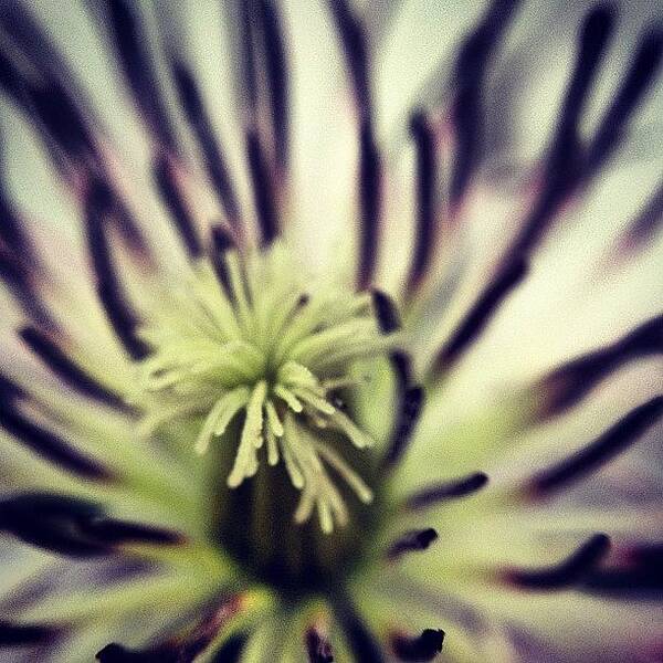 Instanaturelover Art Print featuring the photograph #macrolens #olloclip #5 by Mike Meissner