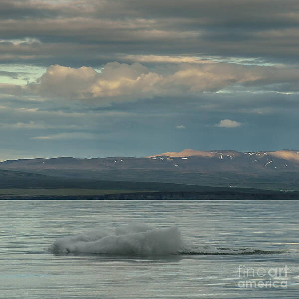 Humpback Whale Art Print featuring the photograph Humpback Whale #9 by Jorgen Norgaard