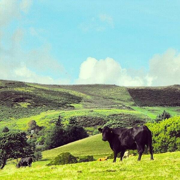 Cows Art Print featuring the photograph A #black #cow ... #wales #hills #cloud by Linandara Linandara