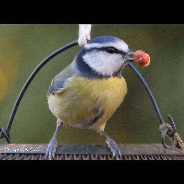 Ornithology Art Print featuring the photograph A Nut - Quick - I Got The Prize!! Blue by Caroline Coles