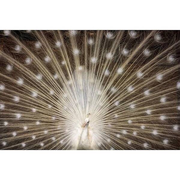  Art Print featuring the photograph A Rare White Peacock In Full Display by Larry Marshall