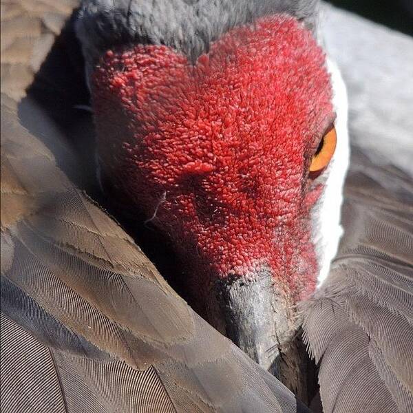  Sandhill Crane Art Print featuring the photograph A Shy Sandhill Crane by Travel Designed