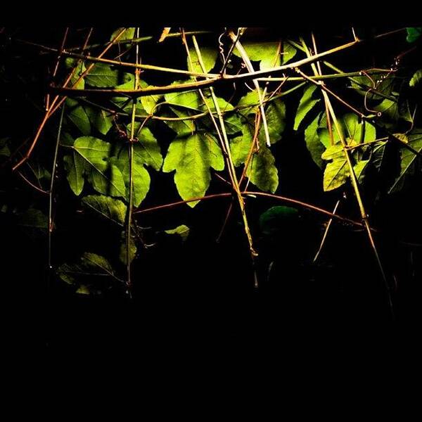 Instanature Art Print featuring the photograph A Tale From The #green In #night Of A by The Art.box