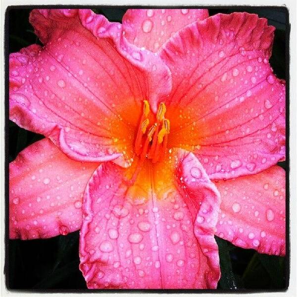 Pink Art Print featuring the photograph After The #rain ... #daylily With by Carla From Central Va Usa