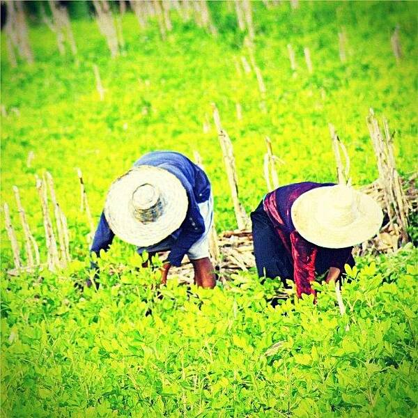 Thailand Art Print featuring the photograph Always Do Your Best. What You Plant by A Rey