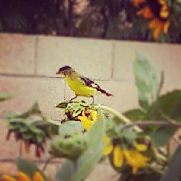 Arizona Art Print featuring the photograph #amaro #birds #sunflowers #backyard by Dave Moore