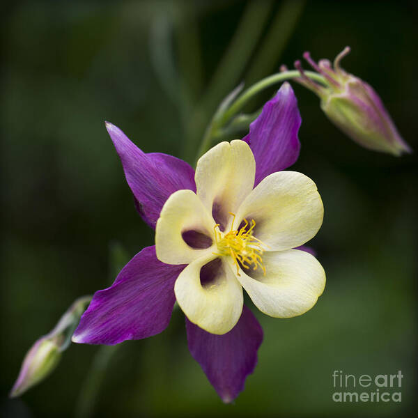 Clare Bambers Art Print featuring the photograph Aquilegia  Columbine Flower by Clare Bambers