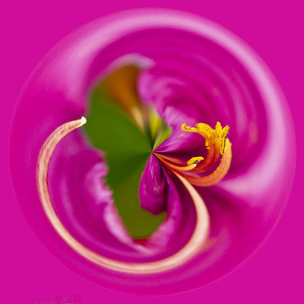 Asiatic Art Print featuring the photograph Asiatic Lily Orb by Bill Barber