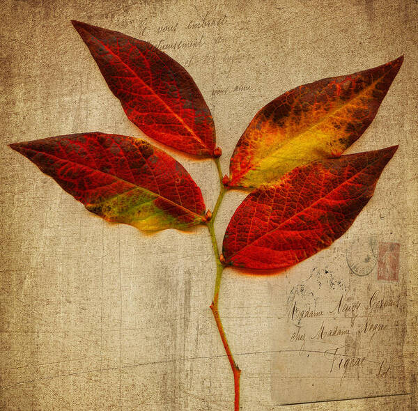 Leaves Art Print featuring the photograph Autumn Leaf with Texture by Bill Barber