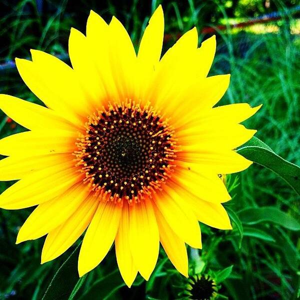 Camera Art Print featuring the photograph Backyard Sunflower #sunflower #camera+ by Lisa Thomas
