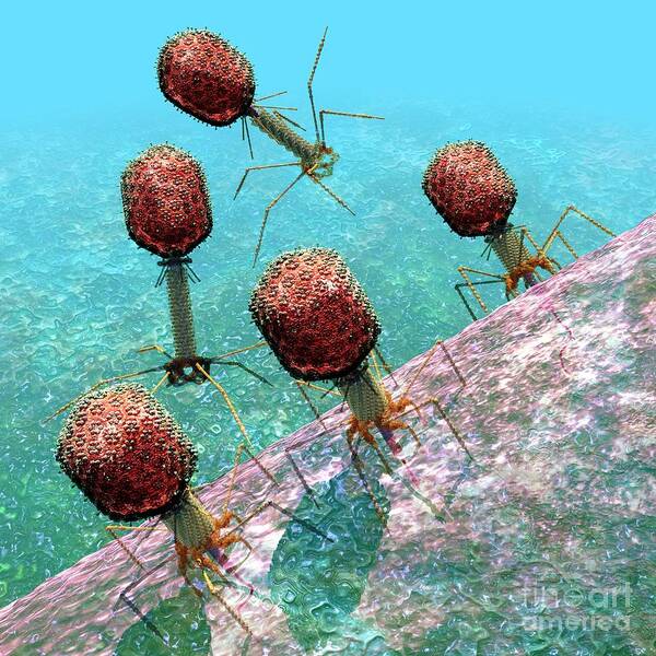 Bacteria Art Print featuring the digital art Bacteriophage T4 virus group 1 by Russell Kightley