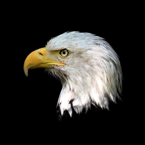  Bald Eagle Art Print featuring the photograph Bald Eagle Head Close Up by Steve McKinzie