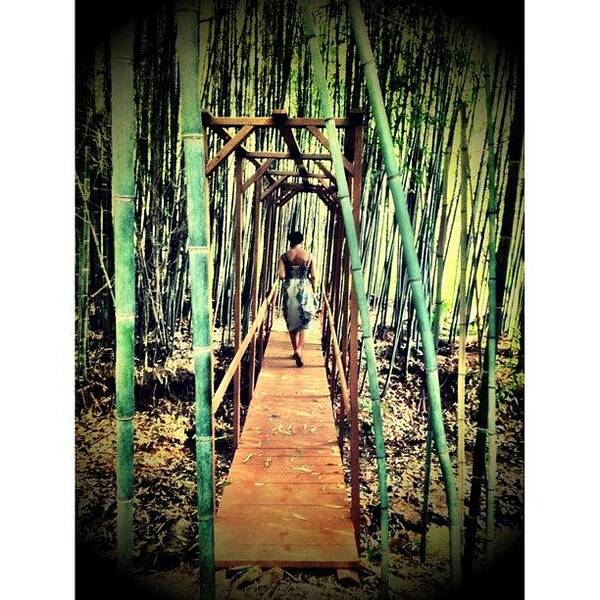 Photo Art Print featuring the photograph Bamboo Forest by Kirshan Murphy