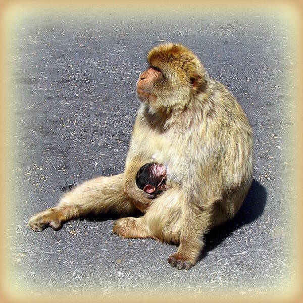 Barbary Art Print featuring the photograph Barbary Ape Mother and Baby by Carla Parris