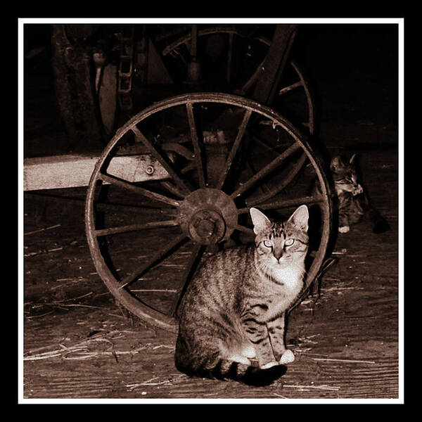 Black And White Art Print featuring the photograph Barn Cat by Lora Mercado