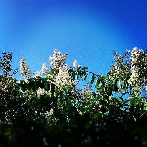 Beautiful Art Print featuring the photograph Beautiful Crepe Myrtle Flowers by Percy Bohannon