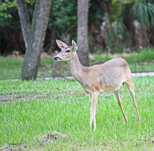 Deer Art Print featuring the photograph Beautiful Doe by Terri Mills