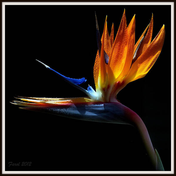 Bird Art Print featuring the photograph Bird of Paradise Two Days Later by Farol Tomson