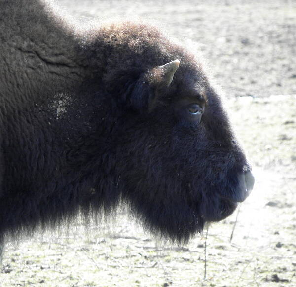 Buffalo Art Print featuring the photograph Blowing Some Steam Off by Kim Galluzzo