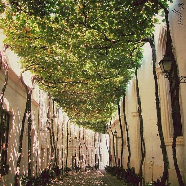 60likes Art Print featuring the photograph Bodega Walkway In Autumn 2011 #jerez by Cynthia Post