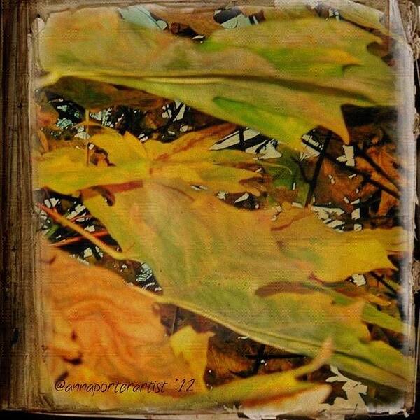 Fall Color Art Print featuring the photograph Book Of Leaves by Anna Porter