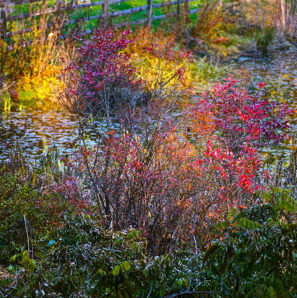 Landscape Art Print featuring the photograph Bright Autumn Light by Byron Varvarigos