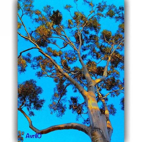  Art Print featuring the photograph 💙brilliant Blue Sky💙 by Avril O