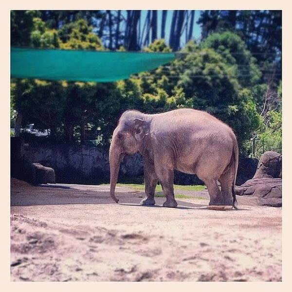 Cute Art Print featuring the photograph Burma @ The #auckland #zoo #elephant by Chrysler Carlow