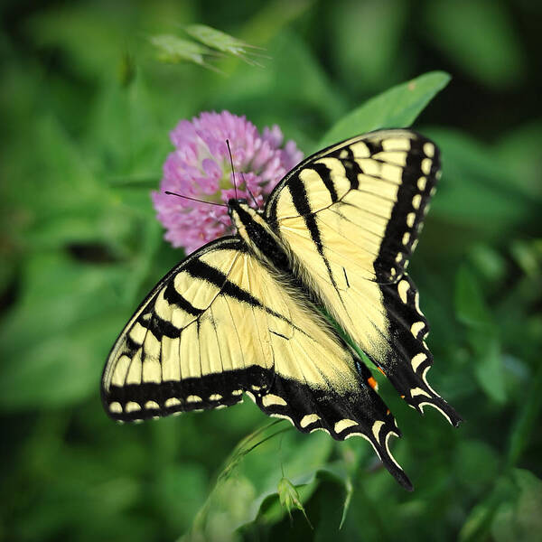 Butterfly Art Print featuring the photograph Butterfly on Clover by Brian Mollenkopf