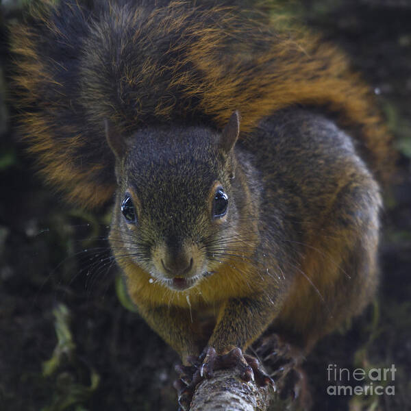 Squirrel Art Print featuring the photograph Can I eat the Camera by Heiko Koehrer-Wagner