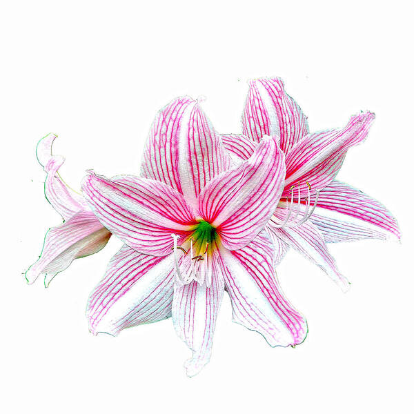 Striped Lily Photo Prints Art Print featuring the photograph Candy Striped Lily On White by Roy Foos