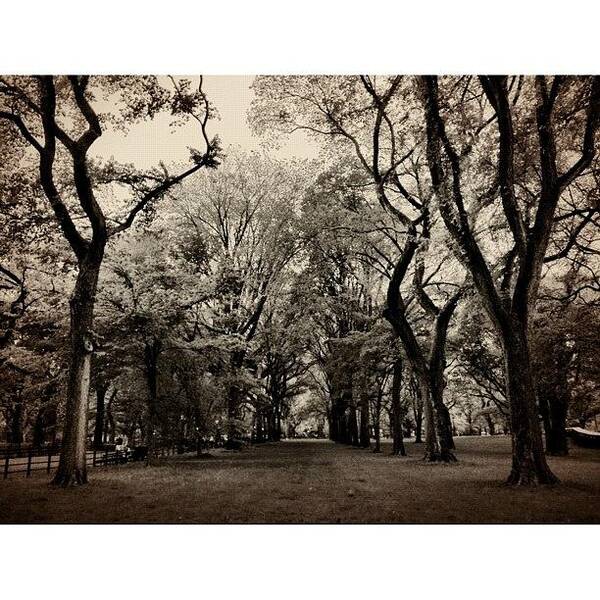 Blackandwhite Art Print featuring the photograph Central Park by Kirshan Murphy