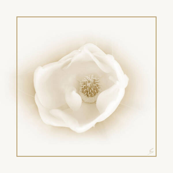 Flora Art Print featuring the photograph Chalice by Tatiana Fess