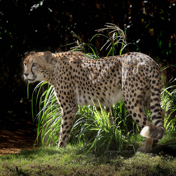 Cheetah Art Print featuring the photograph Cheetah Stalk by Joseph G Holland