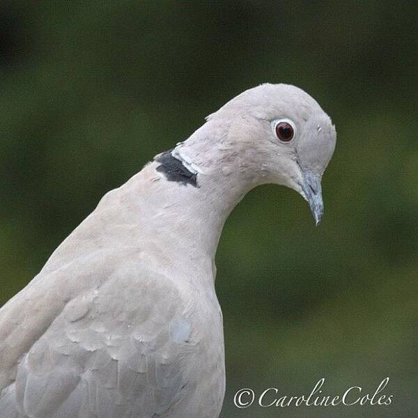Bird_lovers_daily Art Print featuring the photograph Collared Dove -neck Stretching! by Caroline Coles