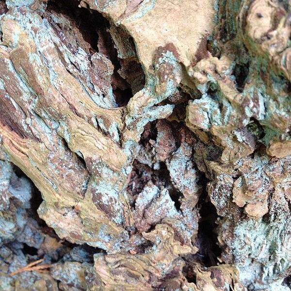 Nofilter Art Print featuring the photograph Crazy Bark #nofilter by Sand I Am
