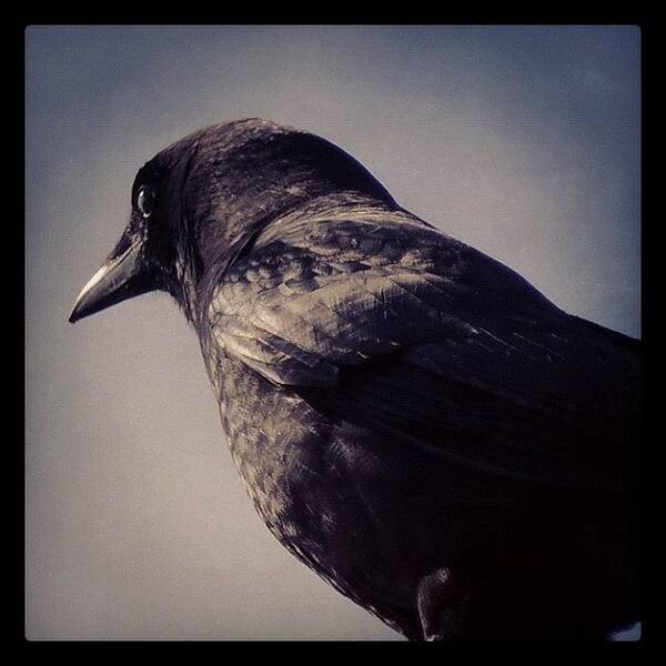 Wildlife Art Print featuring the photograph #crow #crows #blackbird #blackcrow by Robb Needham