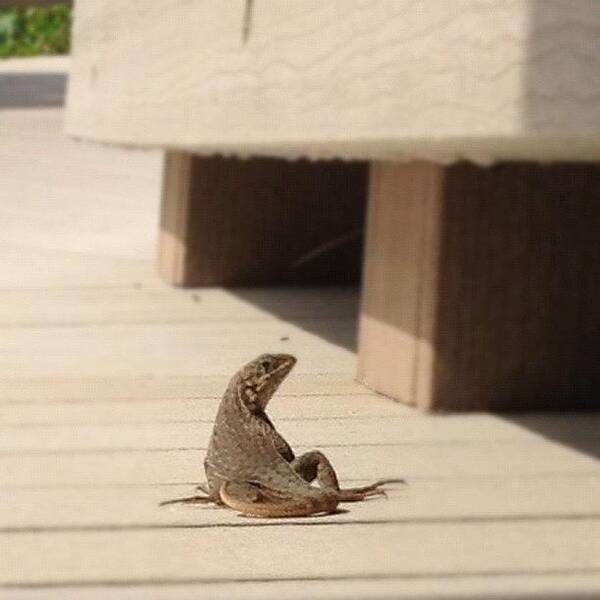 Real Art Print featuring the photograph Curly Tail! #lizard #curlytail #beach by Emily W