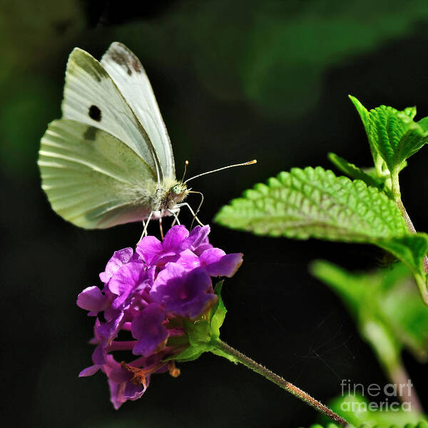 Photography Art Print featuring the photograph Dainty Butterfly 2 by Kaye Menner