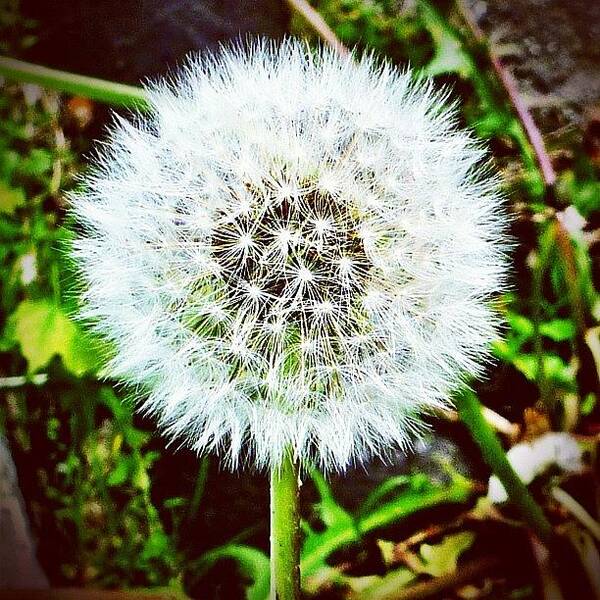 Beautiful Art Print featuring the photograph #dandelion #white #pretty #beautiful by Bex C