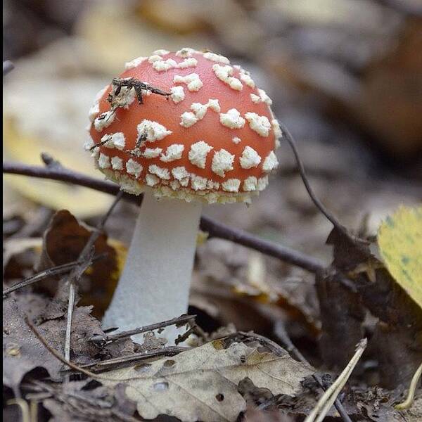 Migophotos Art Print featuring the photograph Dangerous Beauty. #migophotos #mushroom by Michael Goyberg