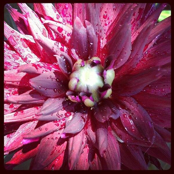  Art Print featuring the photograph Deep Red Dahlia. I Love Summer. by Gracie Noodlestein